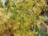 Metasequoia plyptostroboides 'Little Creamy' 